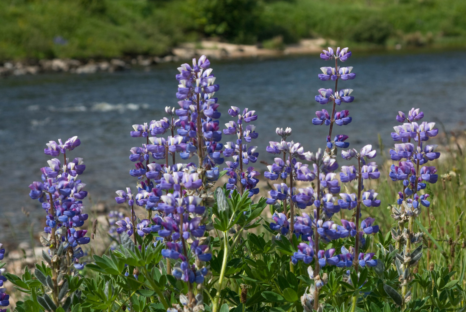 Blumen am Fluss