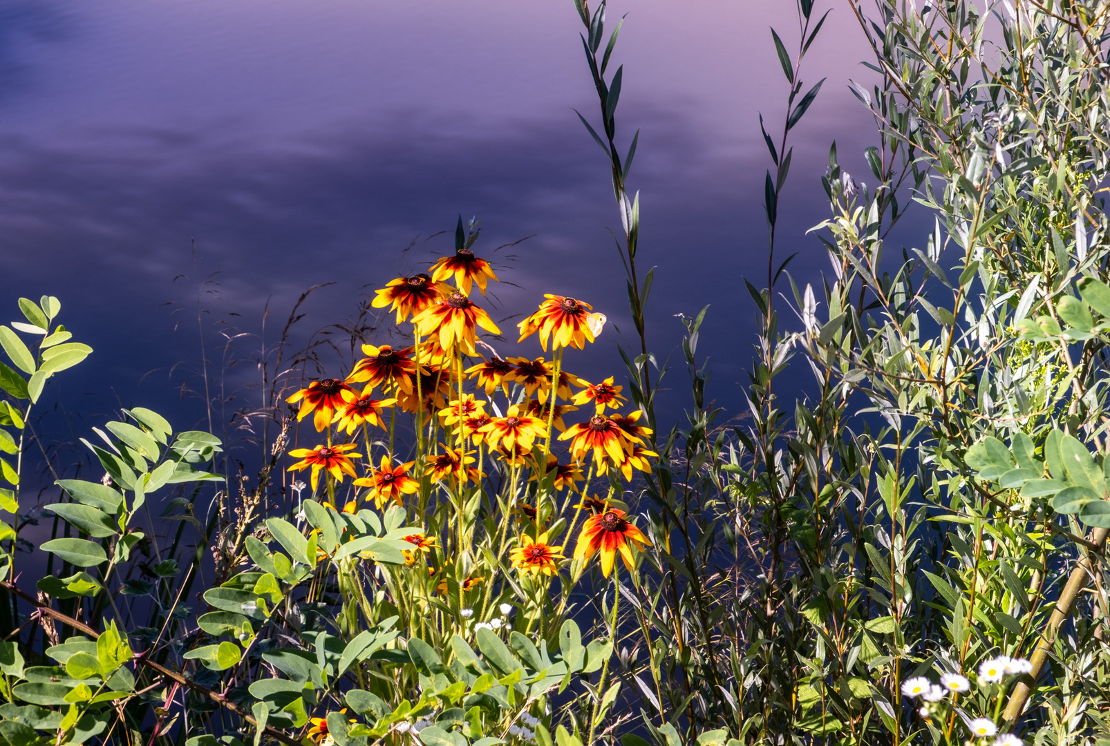 Blumen am Fluss