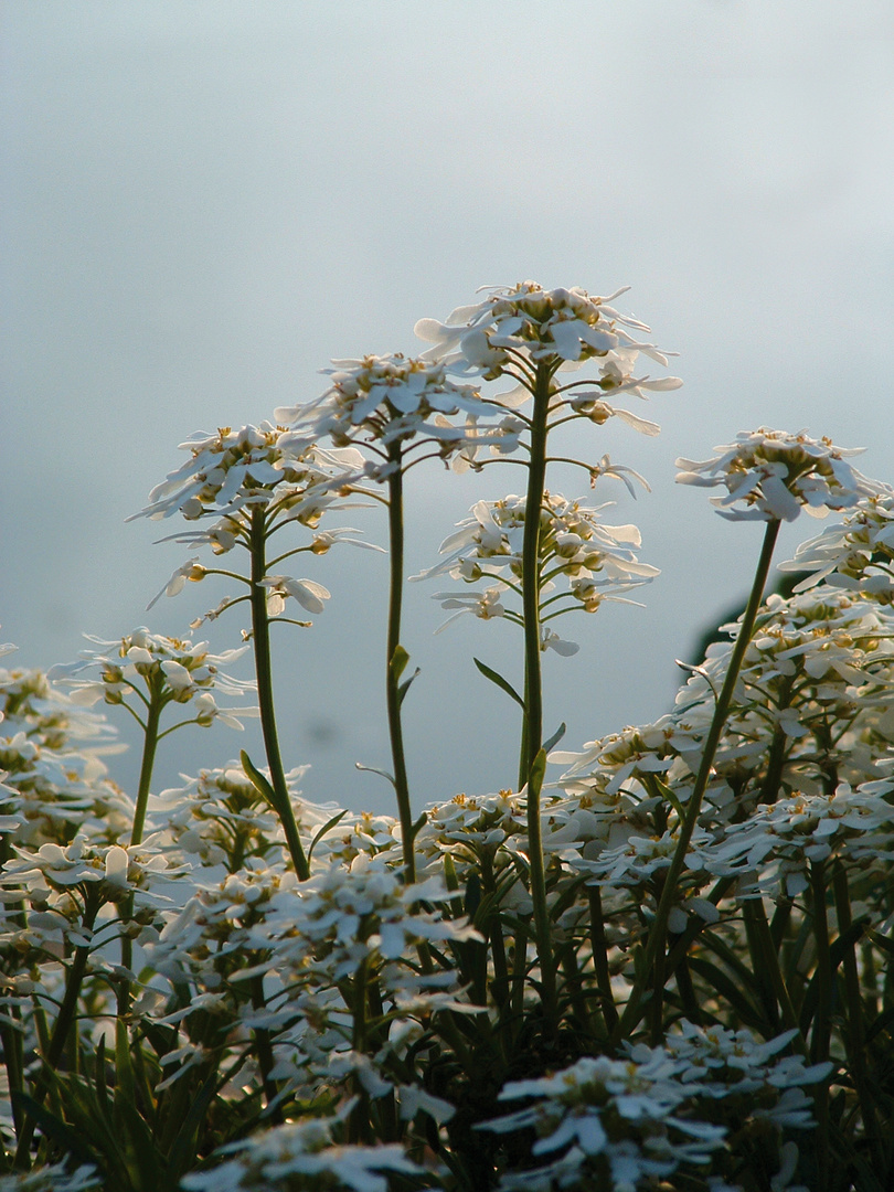 Blumen am Gartenteich