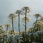 Blumen am Gartenteich