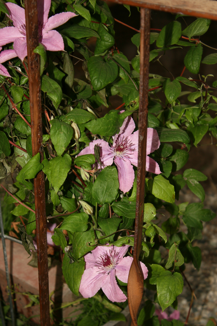 Blumen am Geländer