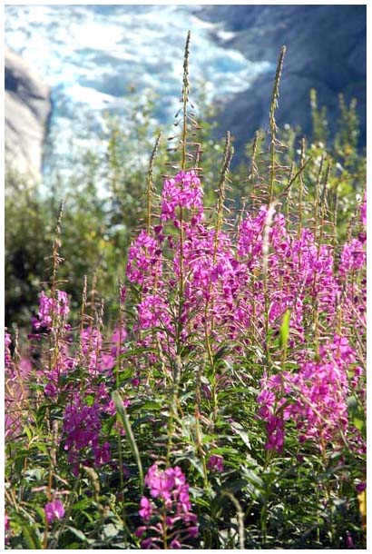 Blumen am Gletscher