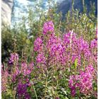 Blumen am Gletscher