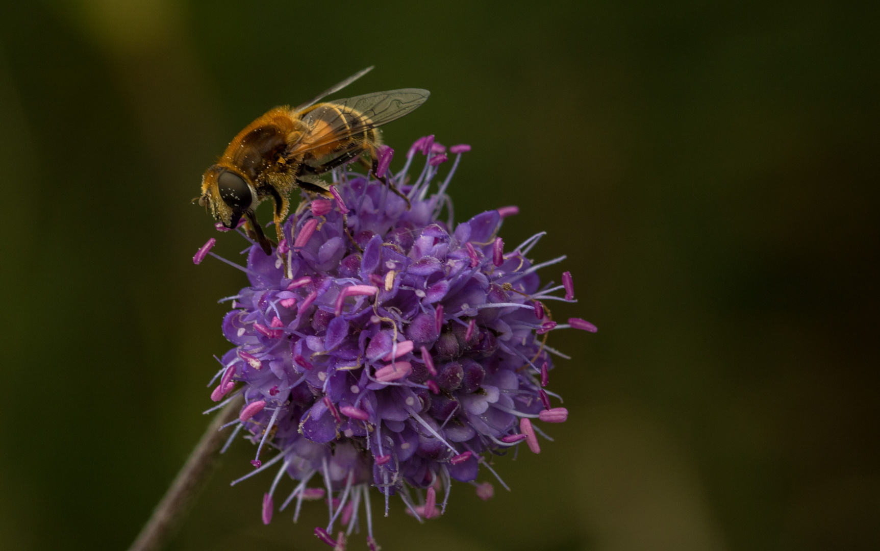 Blumen am Heidelstein