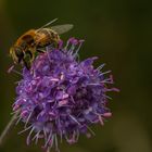 Blumen am Heidelstein