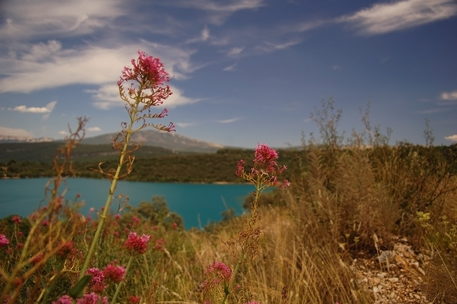 Blumen am Lac de Sainte Croix