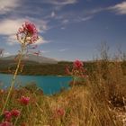 Blumen am Lac de Sainte Croix