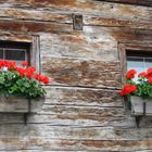 Blumen am letzten Stadel in Serfaus (A)