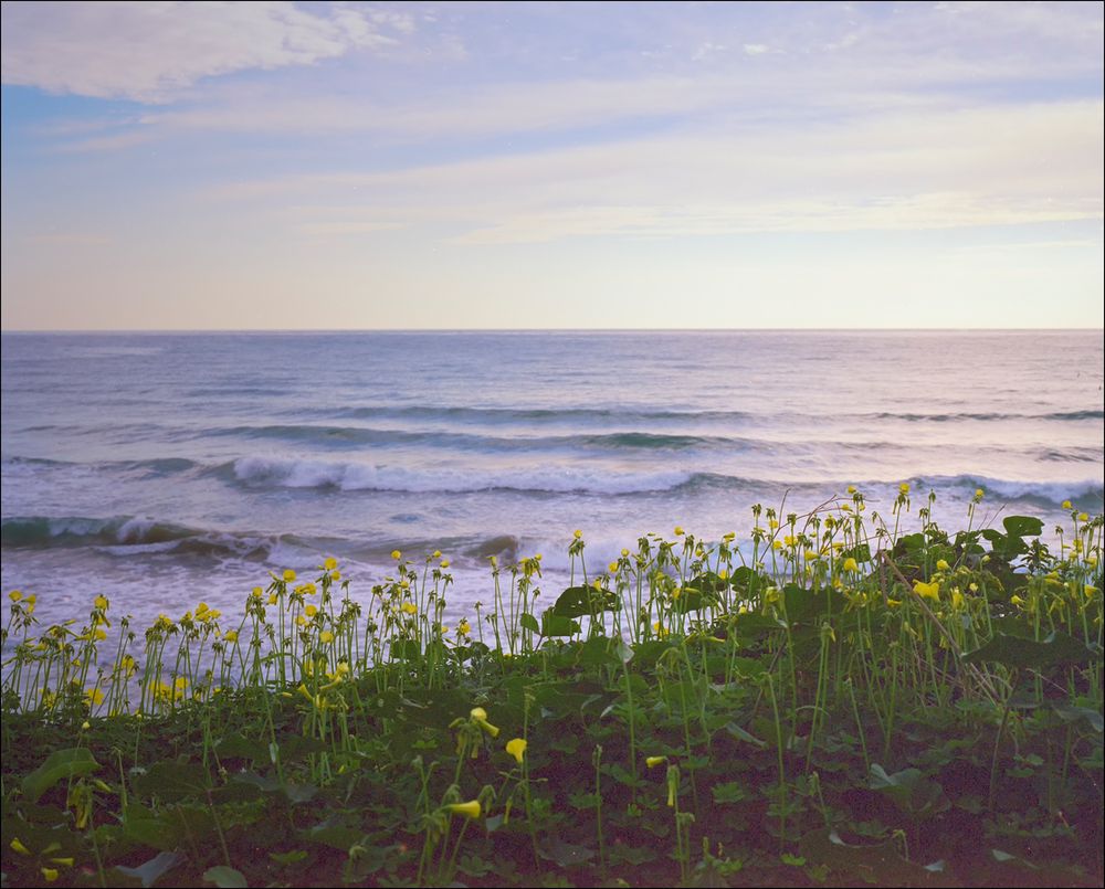 Blumen am Meer