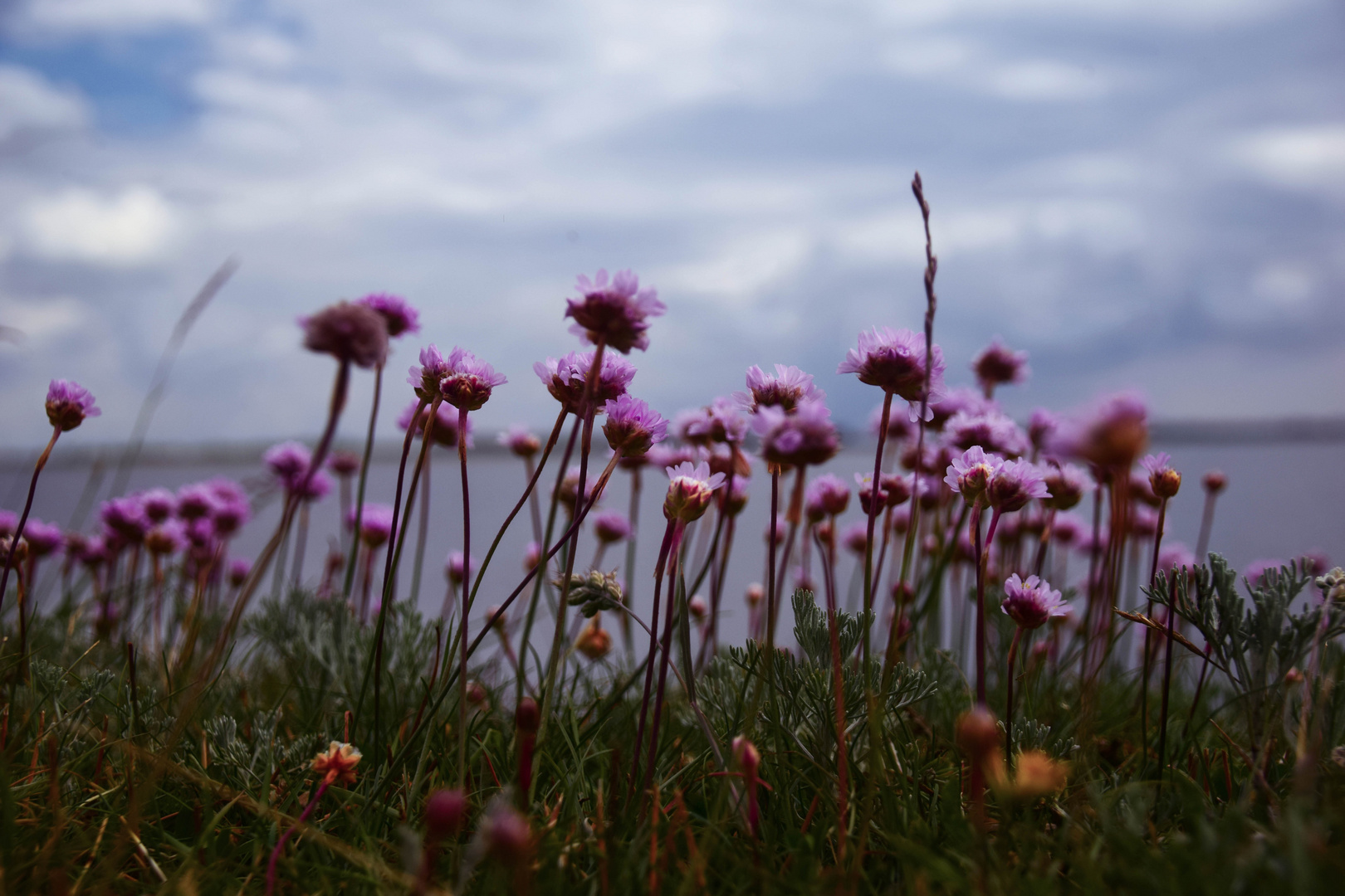 Blumen am Meer