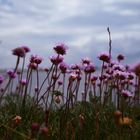 Blumen am Meer