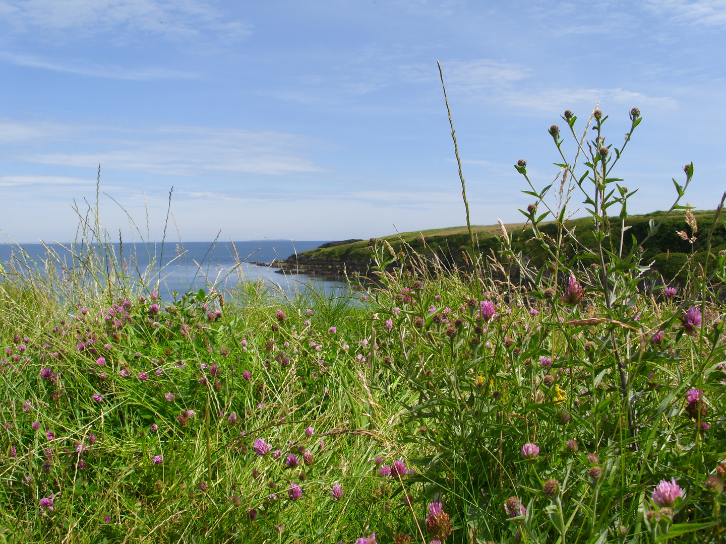 Blumen am Meer