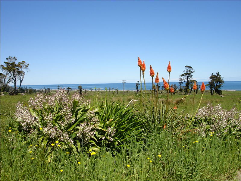 Blumen am Meer