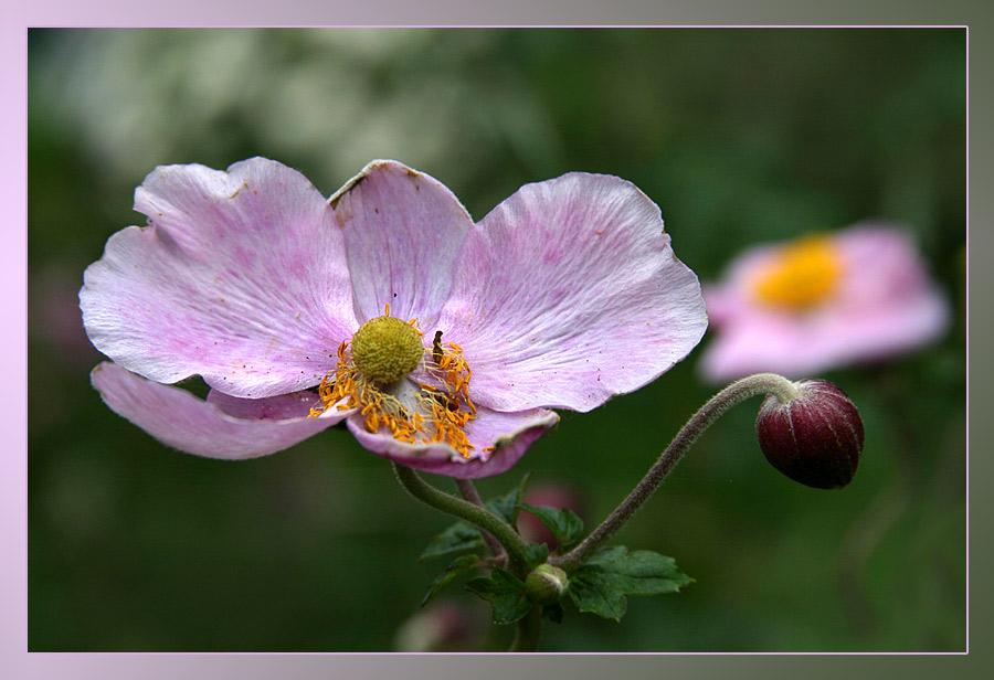 Blumen am Morgen