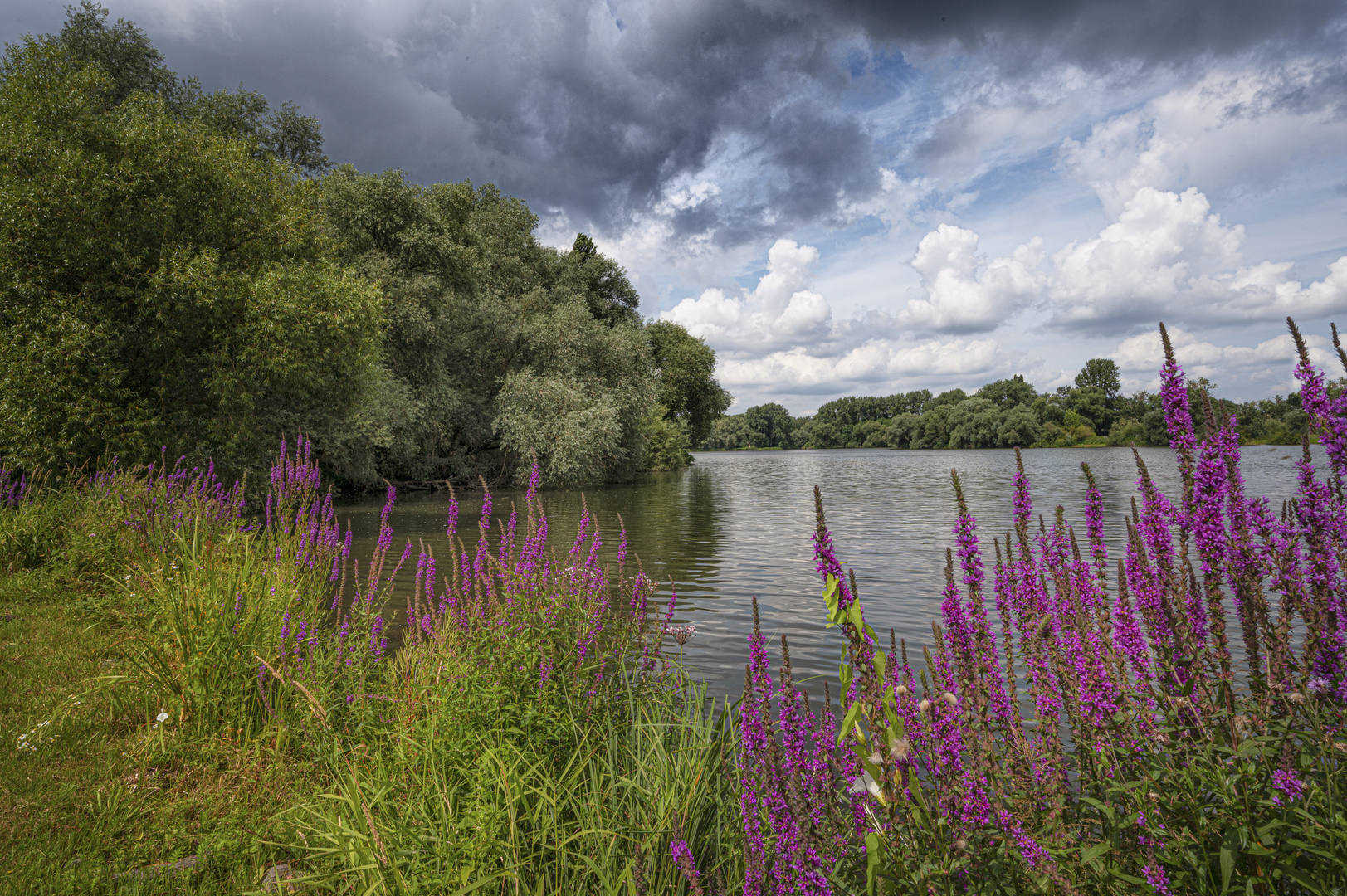 Blumen am Ölper See