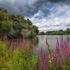 Blumen am Ölper See