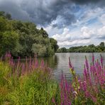 Blumen am Ölper See