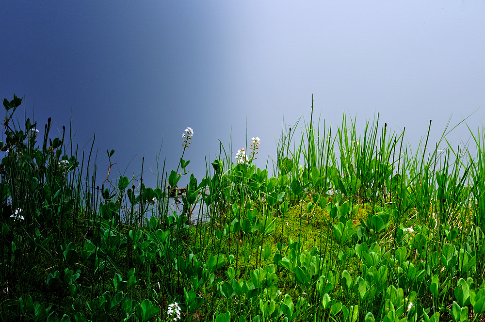 Blumen am Rand des Moorfeld auf d. Nonnenmattweier Nr.6