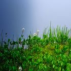 Blumen am Rand des Moorfeld auf d. Nonnenmattweier Nr.6