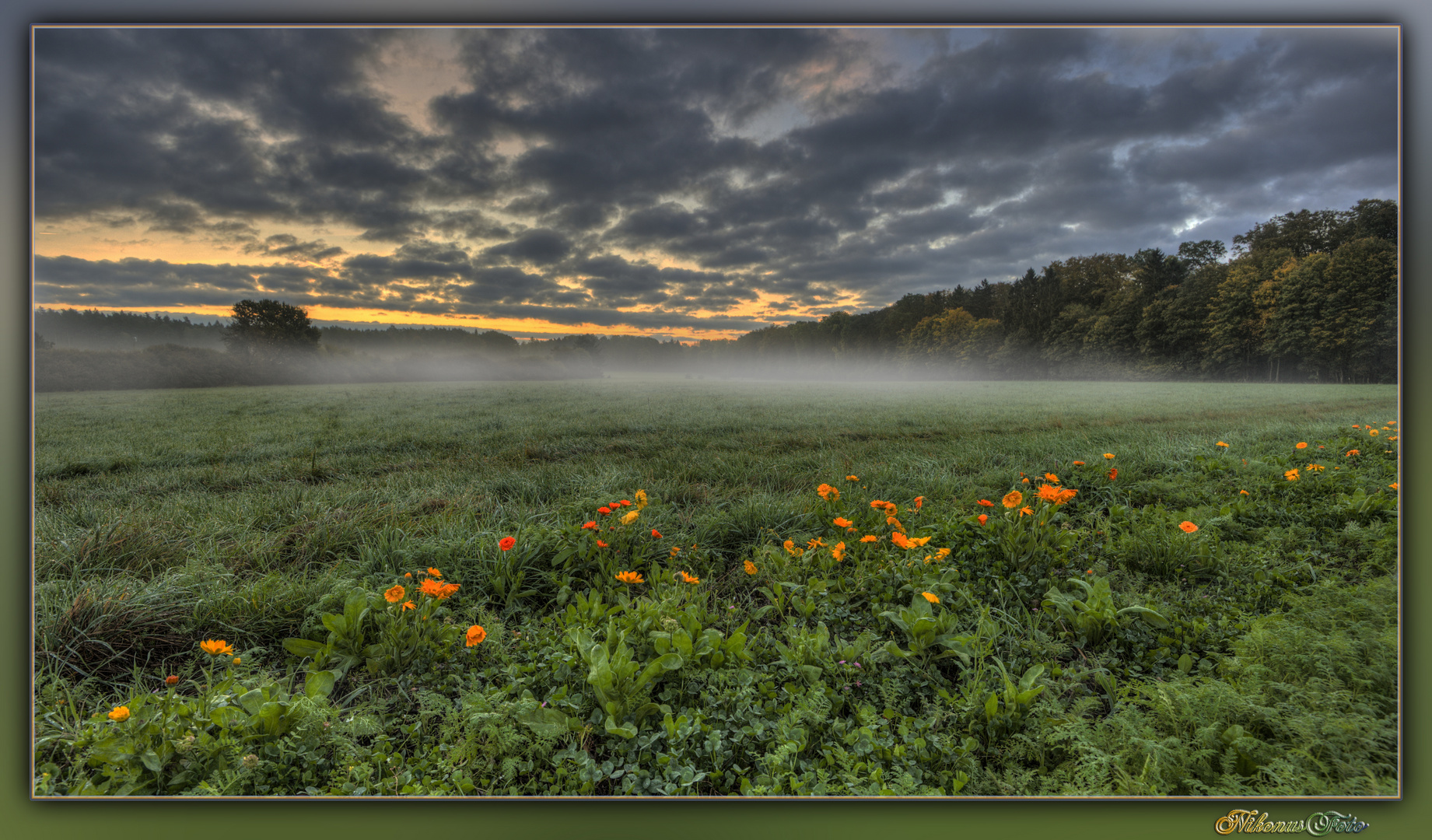 Blumen am Rand eines Ackers