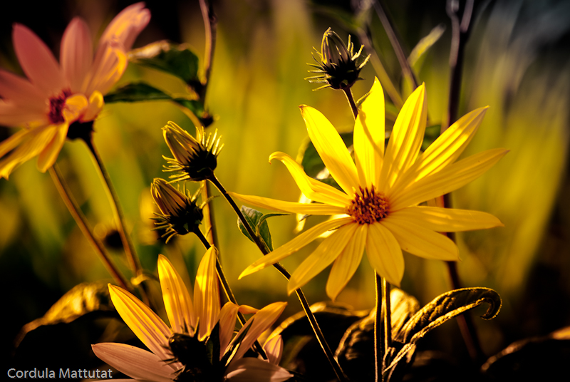 Blumen am Rheinufer