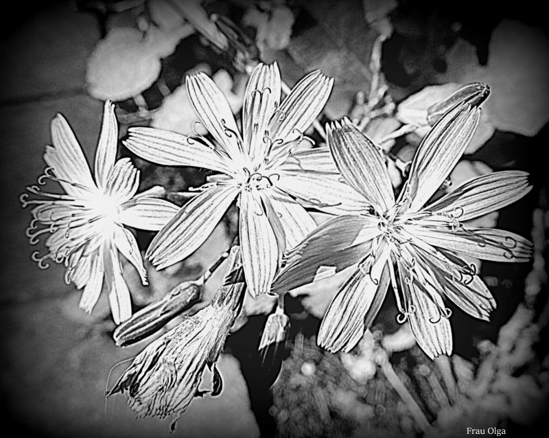 Blumen am Schwarz Weiß Tag 