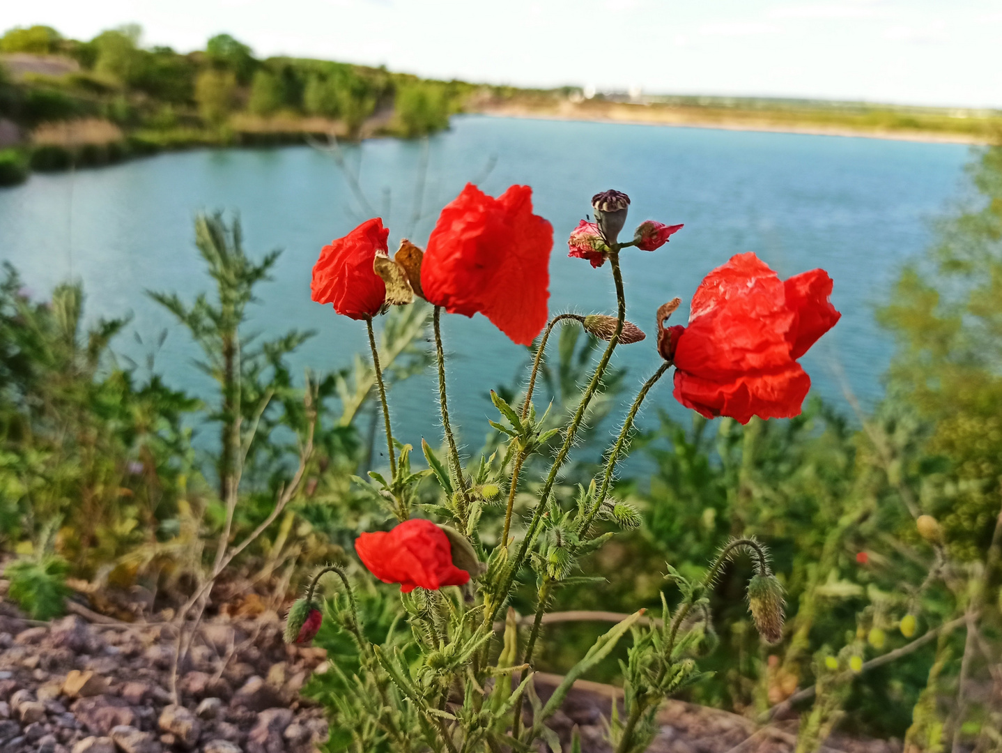 Blumen am See 