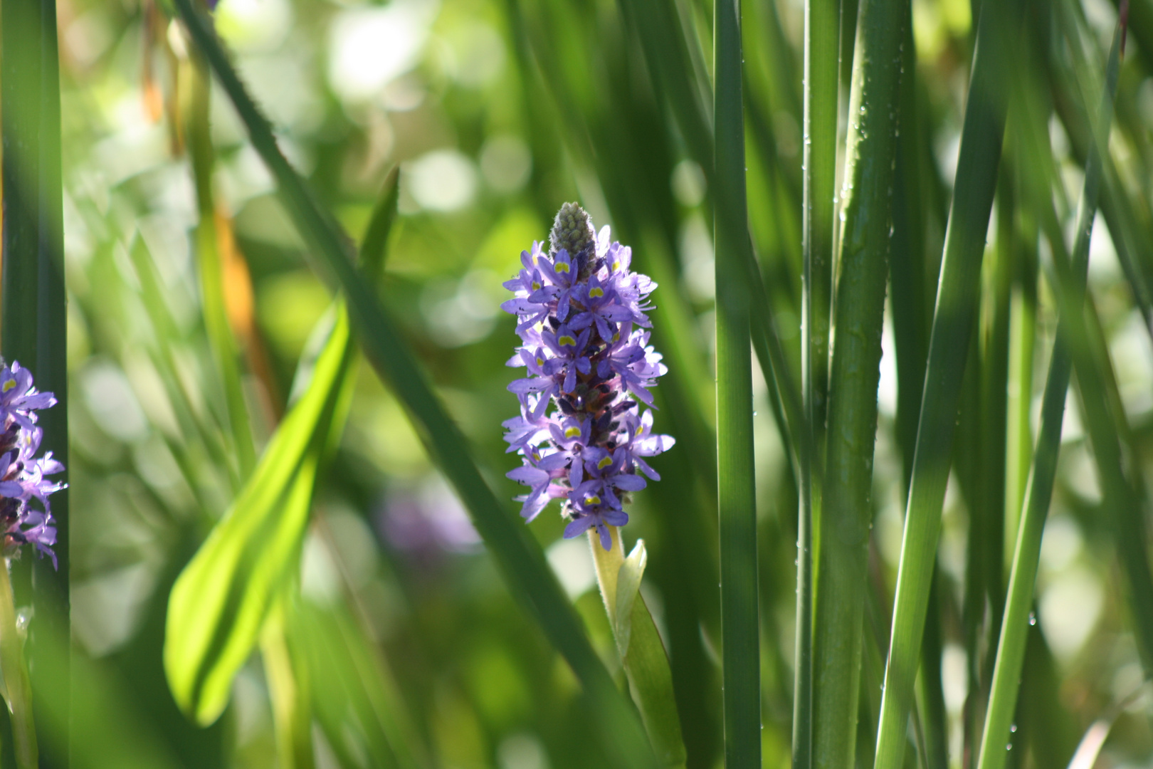 Blumen am See