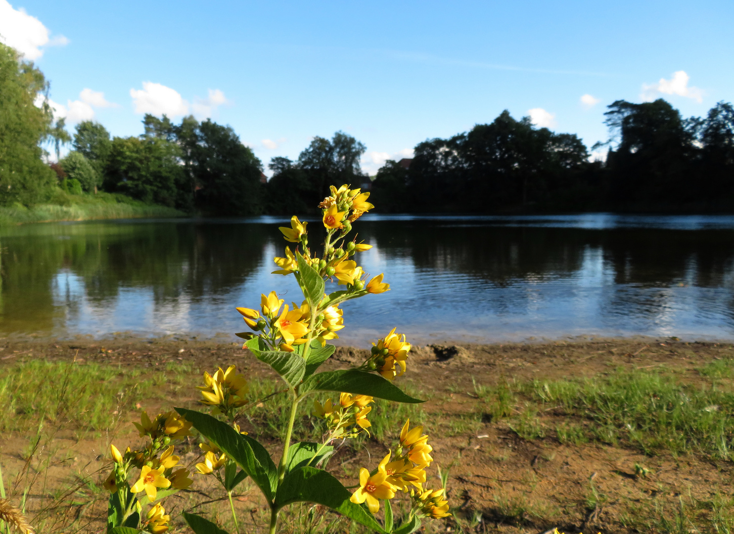 Blumen am See ... 