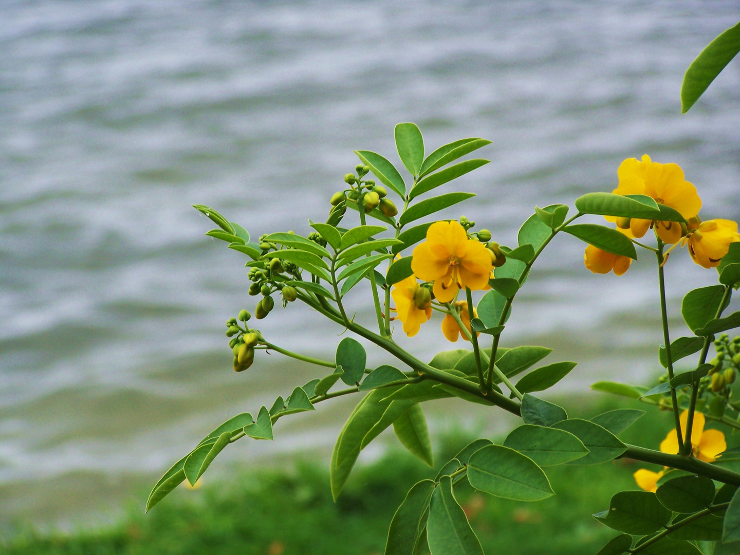 Blumen am See