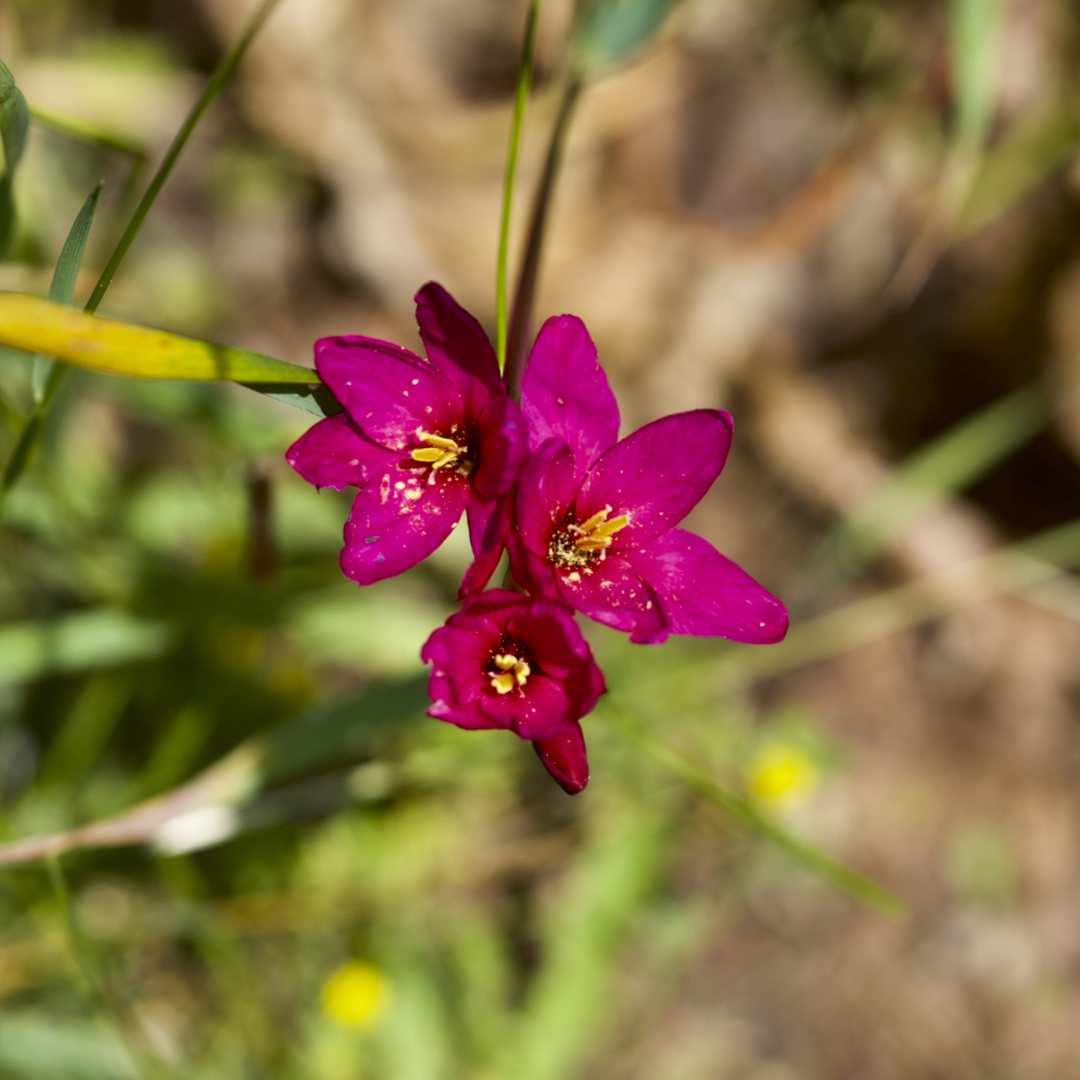 Blumen am Sonntag