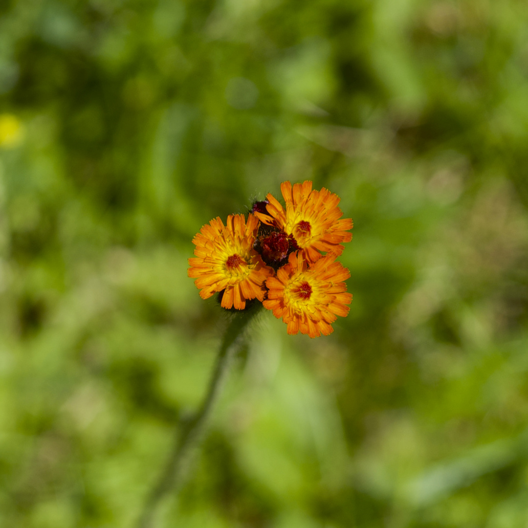 Blumen am Sonntag