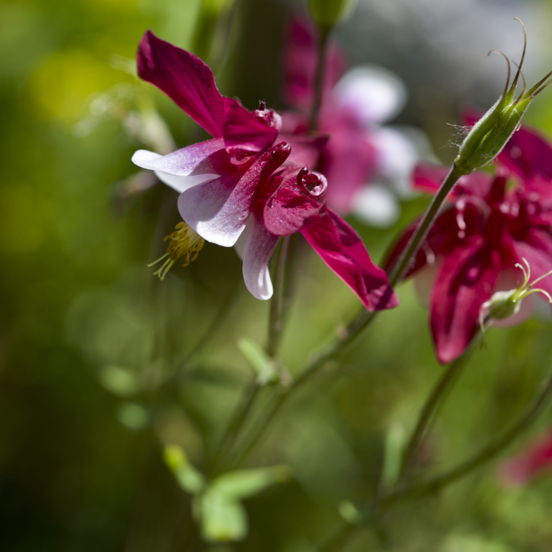 Blumen am Sonntag Foto & Bild pflanzen, pilze & flechten, landschaft, blüten & kleinpflanzen
