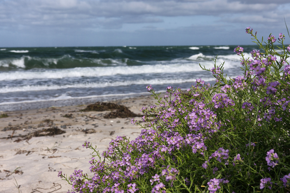 Blumen am Strand