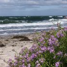 Blumen am Strand