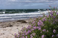 Blumen am Strand