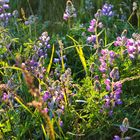 Blumen am Strand bei Brookings USA