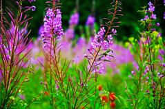 Blumen am Straßenland