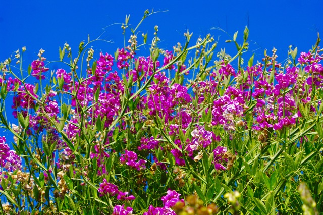 Blumen am Strassenrand