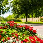 Blumen am Straßenrand 