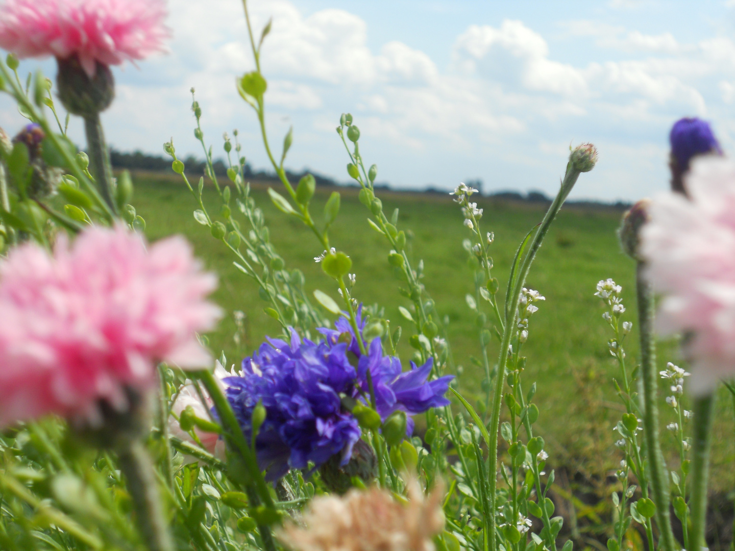 Blumen am Straßenrand