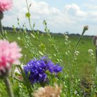 Blumen am Straßenrand