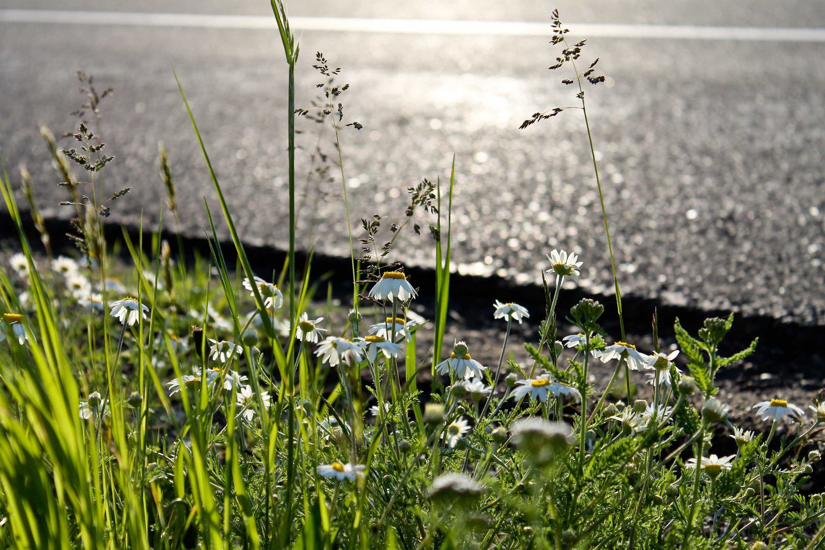 Blumen am Straßenrand