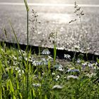 Blumen am Straßenrand