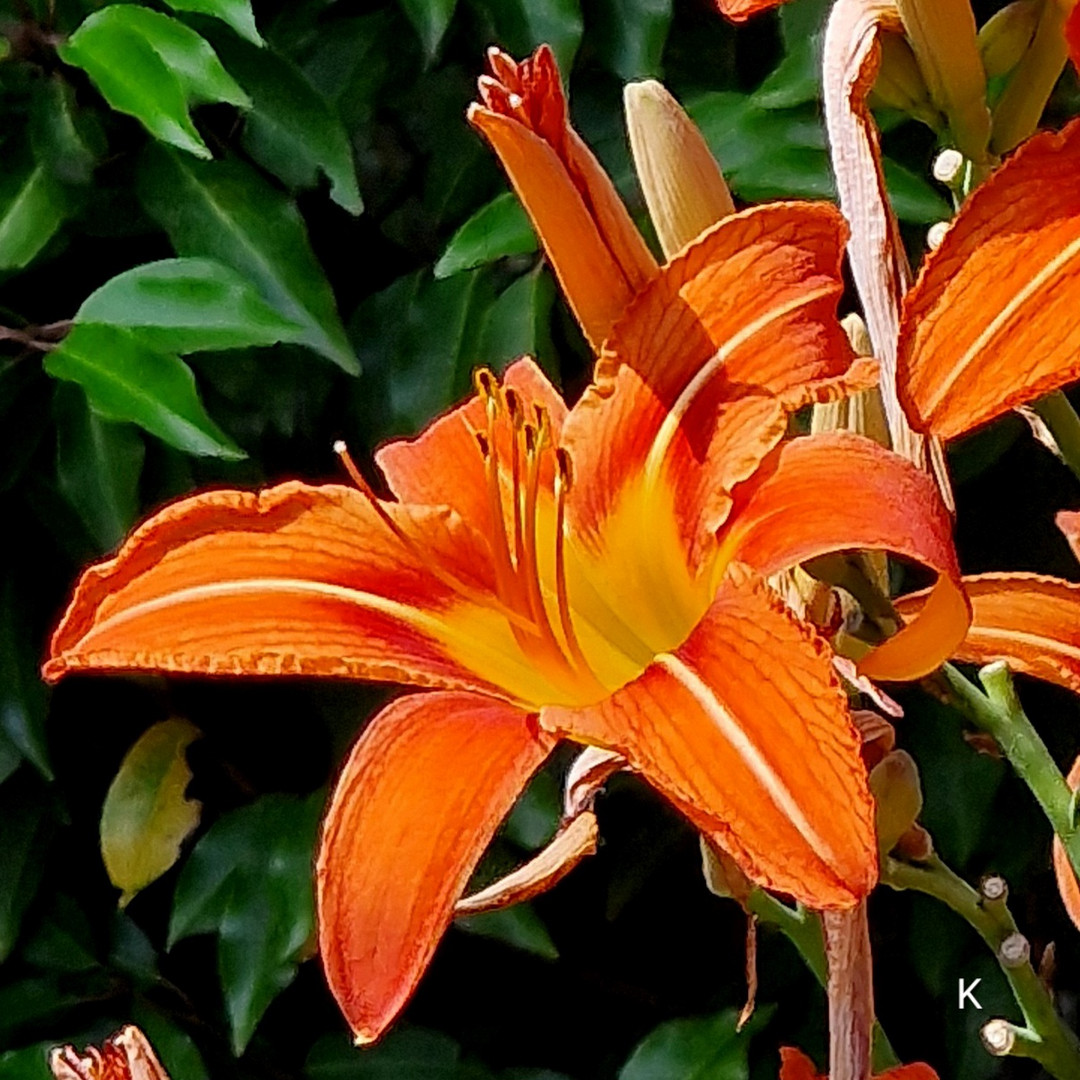Blumen Am Teich Foto & Bild jahreszeiten, sommer, fotos Bilder auf