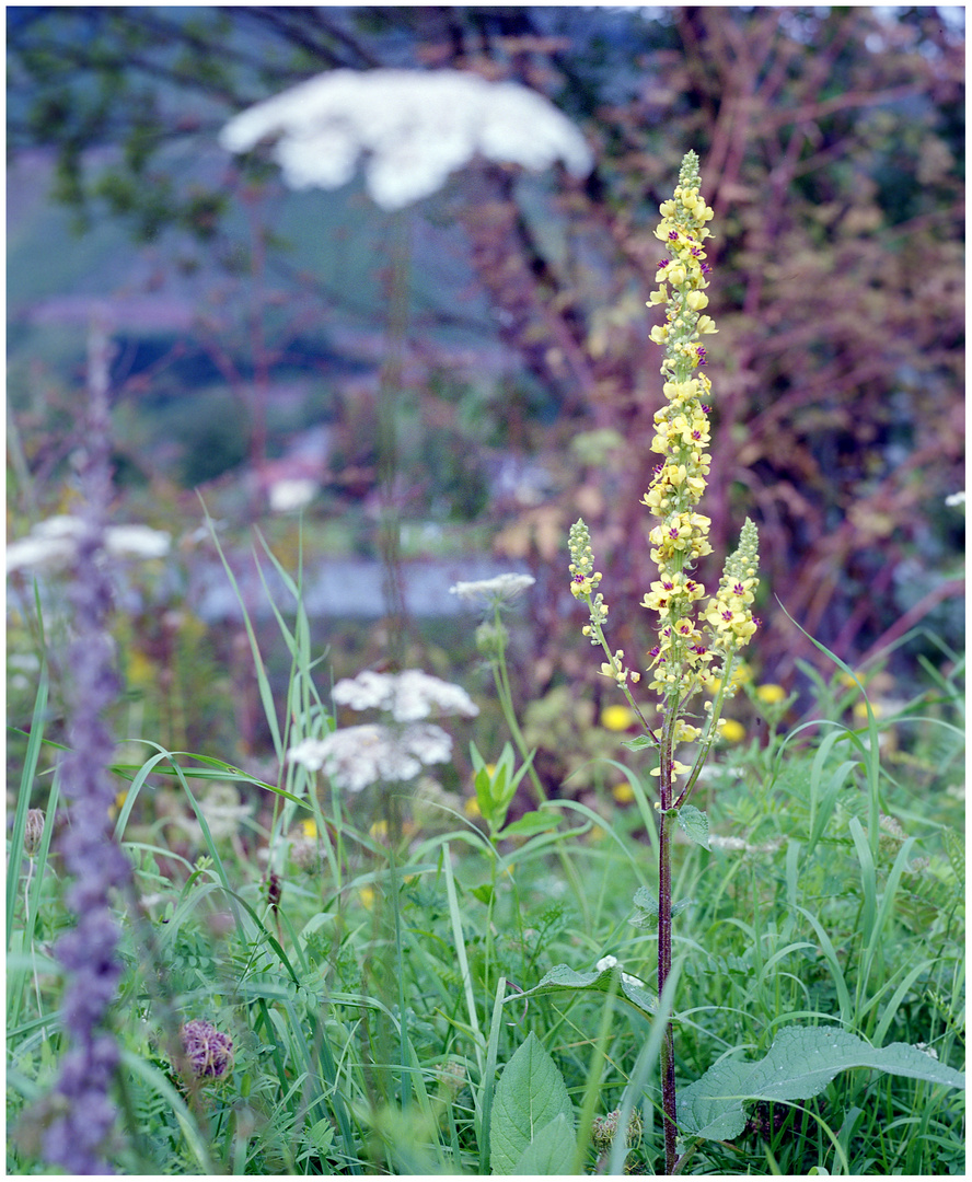 Blumen am Ufer