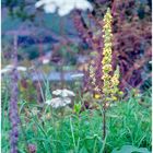 Blumen am Ufer