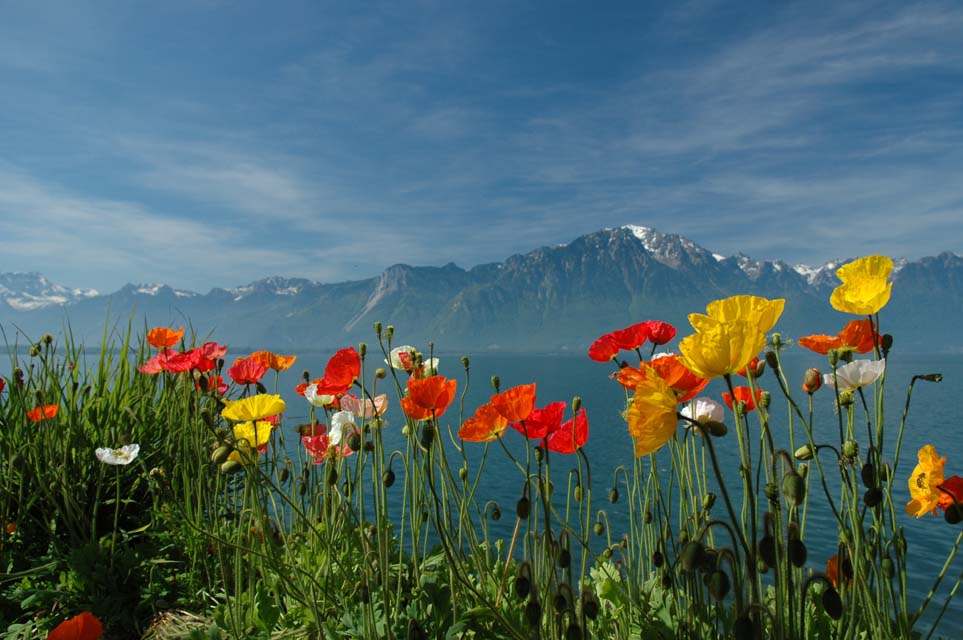 Blumen am Ufer des Genfer Sees