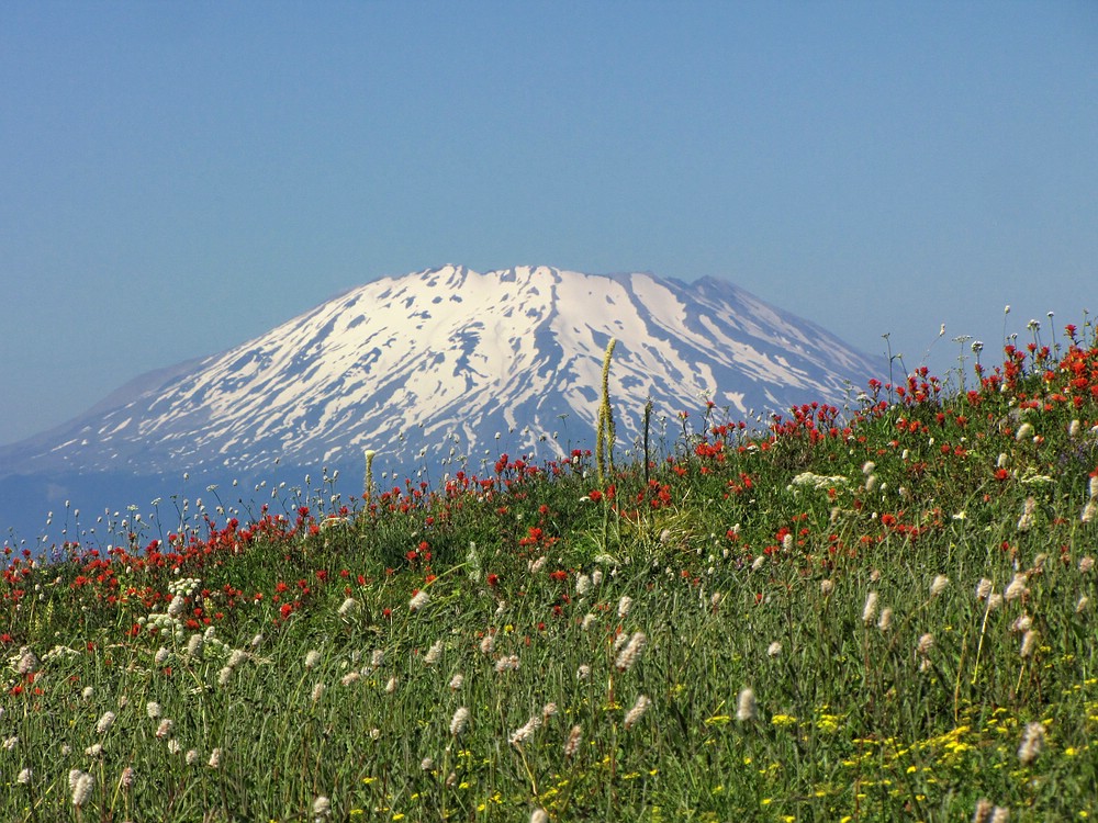Blumen am Vulkan