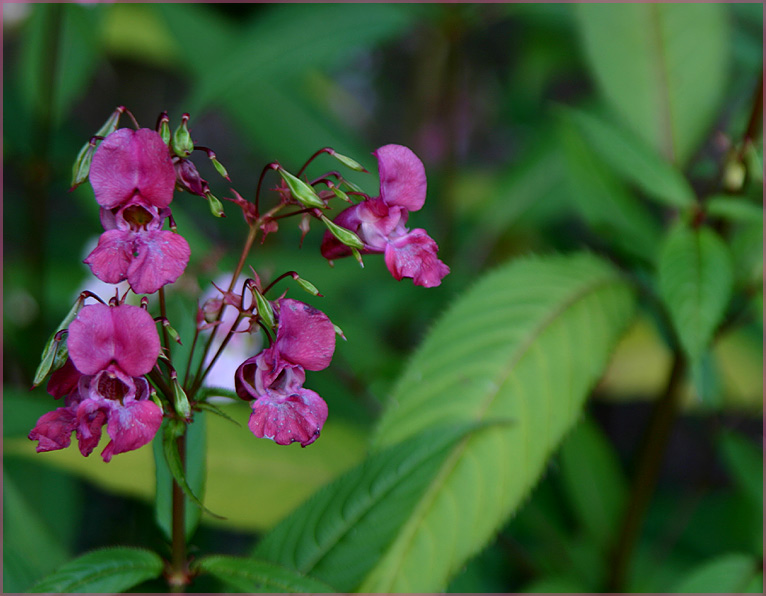 Blumen am Waldesrand